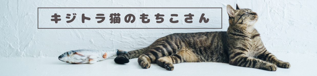 キジトラ猫のもちこさん